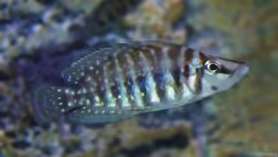 Altolamprologus-Arten aus dem Tanganjikasee
