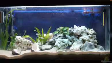 Altolamprologus Gombe red Tanganjika von fisch