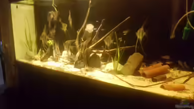 Altum Gesellschaftsbecken aufgelöst von Kevin Fruhen