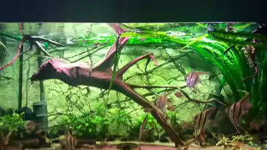 Altum Traum von Domi b