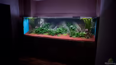 Altum und Diskus von Benjamin Daum