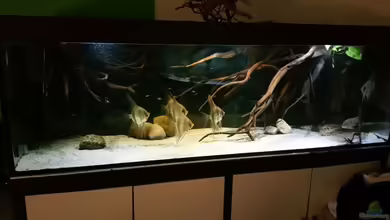 Altum Wurzelbiotop von Der Fischer