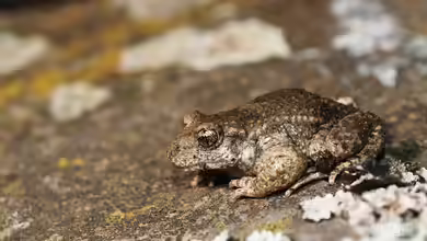 Alytes obstetricans im Gartenteich