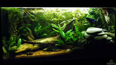 Am Seegrund von bergfrau