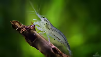 Amano-Garnele im Aquarium halten