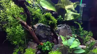 Amano-Style von Tim L.