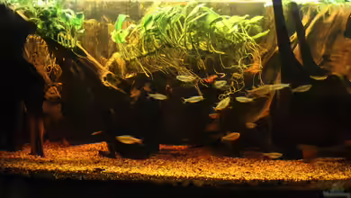 Amazing Amazonas von SouthAmerica