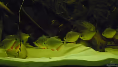 Amazon Deadwood Nur noch als Beispiel von DerImperator