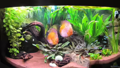 Amazonas - Corner von Jogi