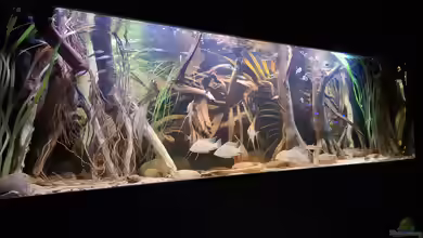 Amazonas - Wasserwelt von Agua viva