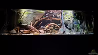 Amazonas - Wasserwelt von Agua viva