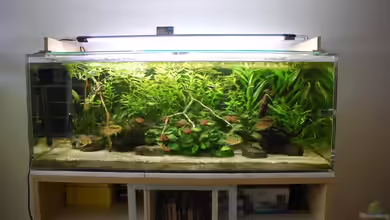 Amazonas 390 von schmitzkatze