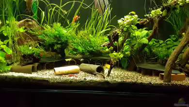 Amazonas 450 L von Aqualady