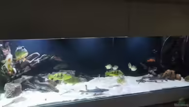 Amazonas 4500l von Fritz Gartner