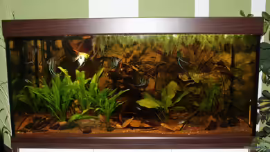 Amazonas 460L von Life