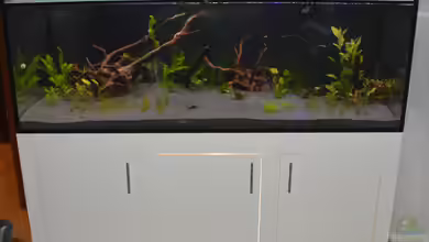 Amazonas 66424 (neu) von Achim Theobald