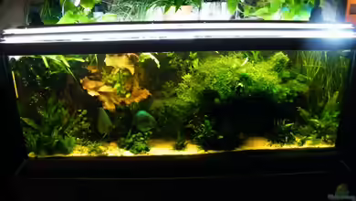 ~Amazonas~ Amano-Stil von Diskus-Freak®aka Benny&Anja