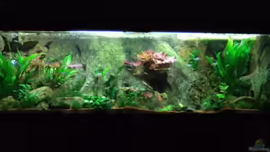 Amazonas Aquarium von D