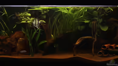 Amazonas (aufgelöst) von Teh_D