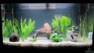 Amazonas Becken von Alex B.