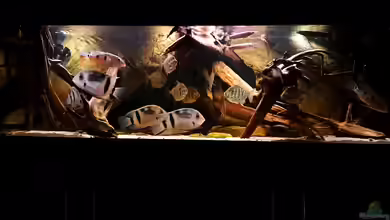 Amazonas-Biotop (aufgelöst, nur noch als Beispiel) von Agua viva