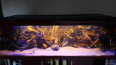 Amazonas Biotop von OliminatorHD