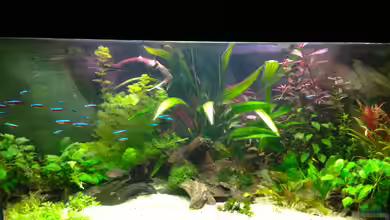 Amazonas Delta ( nur noch als Beispiel ) von Michel