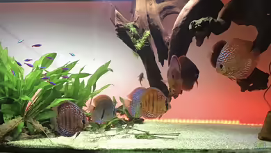 Amazonas Diskus Schwarzwald von Soundmann