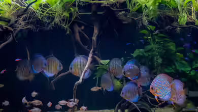 Amazonas Diskus von Diskus-Amanã