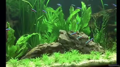 AMAZONAS DSCHUNGEL von DennisTheMenis