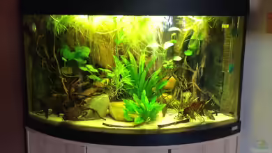 Amazonas Ecke nur noch als Beispiel von schroepse