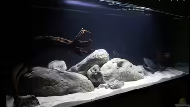 Amazonas-Einzugsgebiet von Apistobi