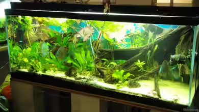 Amazonas (Existiert nicht mehr) von Laura