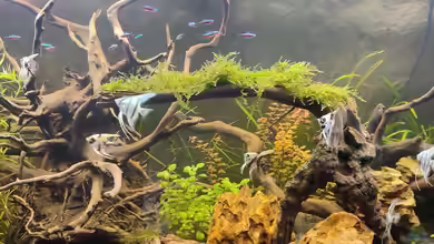 Amazonas Hoffnung von Laskaa