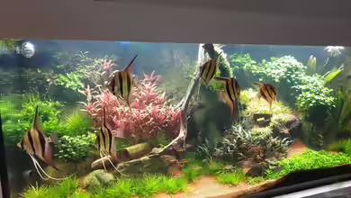 Amazonas in Haan von tripledad