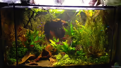 Amazonas in the Corner von Michel