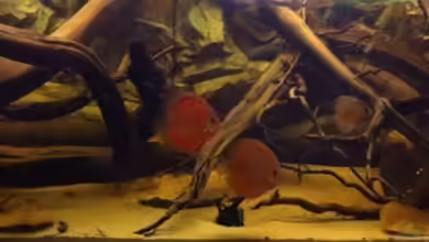 Amazonas In this river... von matthiasm