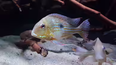 Amazonas klarwasser Biotop von Südamerika Aquanaut