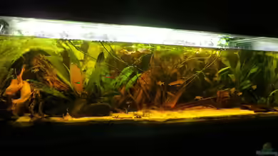 Amazonas Nebenfluss (aufgelöst) von Jan S.