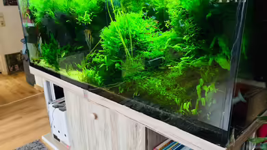 Amazonas "nur noch Beispiel abgebaut 10/21" von signo