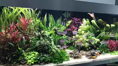 Amazonas Phantasie von Aerbsli