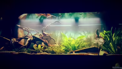 Amazonas "Regenzeit" von AqUaFr34K