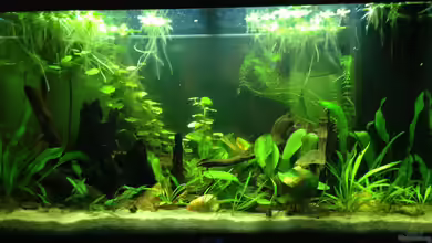 Amazonas-Region "Rio XY" von Yell0W