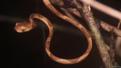 Amazonas-Riemennatter: Imantodes lentiferus im Terrarium halten