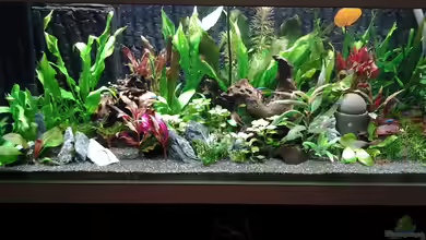 amazonas südamerika live von phrankdiddie