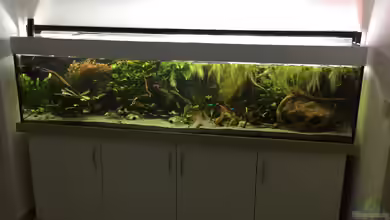 Amazonas Uferbereich von Danny