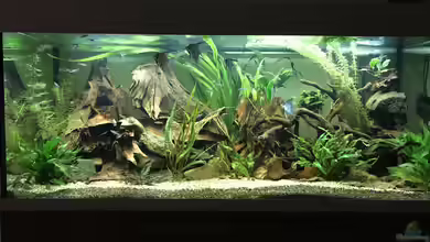 Amazonas-Welsbecken von MaFu