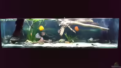 Amazonas XL von kellerkind