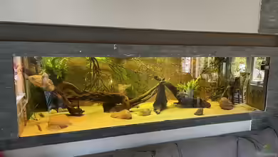 Amazonas von Heini07