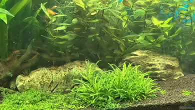 Amazonasaquarium von Jürgen De Leeuw